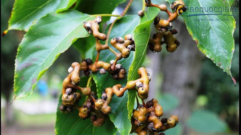 Hovenia dulcis thunb thao duoc mat gan